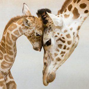 Meet your Posher, Adelaud